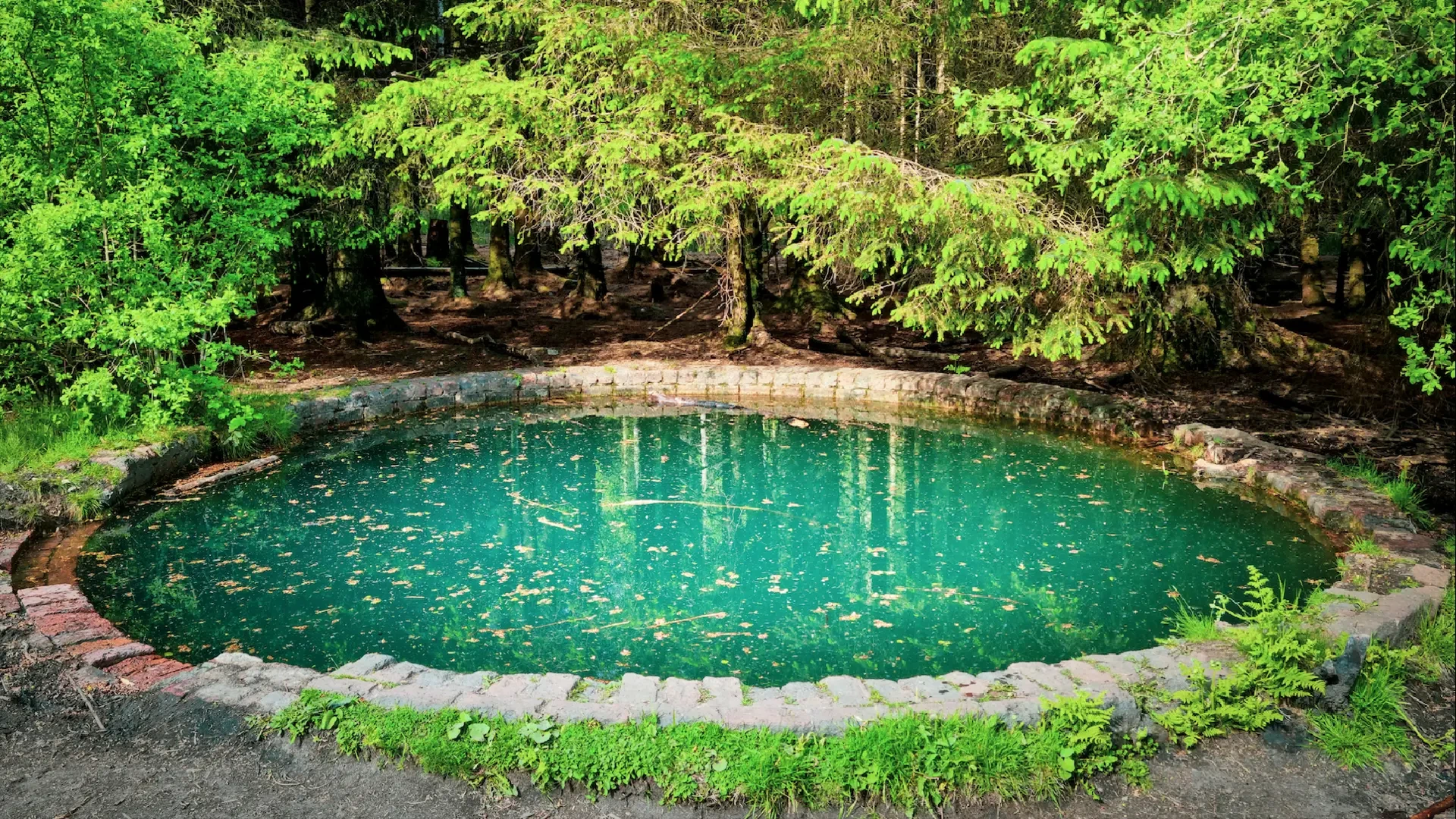Teichbau im eigenen Garten: Planung, Umsetzung & Tipps vom Profi